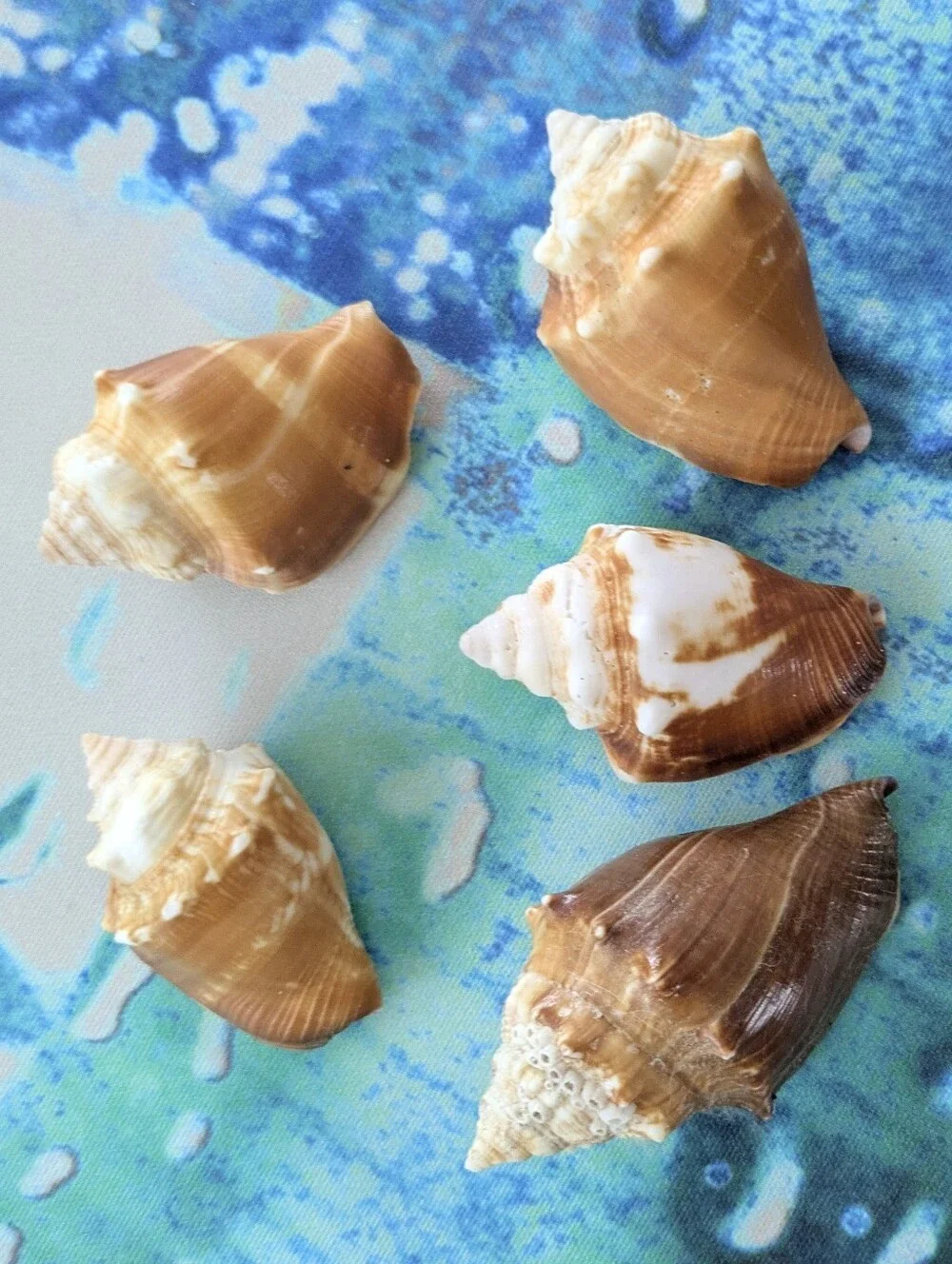 Sea Shell Assortment Gift Box - Natural Brown & Cream Florida Fight Conch Shells